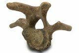 Hadrosaur (Edmontosaurus) Cervical Vertebra - Montana #319283-2